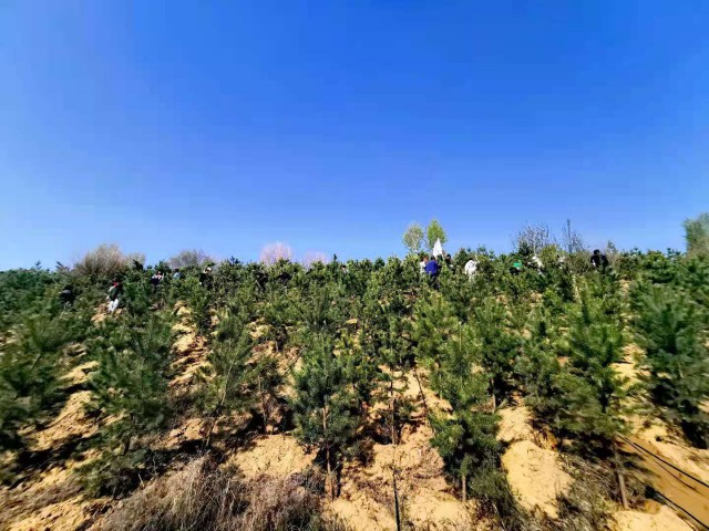 萬(wàn)創(chuàng)集團(tuán)植樹(shù)造林為鄂爾多斯綠水青山添彩助力